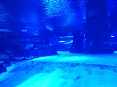 Океанариум