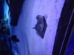 Океанариум