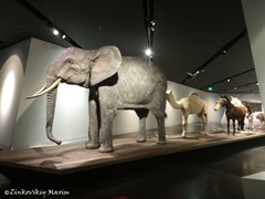 Военно-исторический музей Дрездена