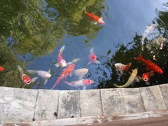 Зоопарк в Лимассоле, Кипр