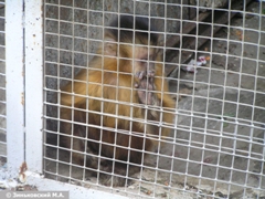 Зоопарк в Ростове-на-Дону: Белый капуцин