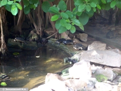 Зоопарк в Праге: Черепаха кубинская