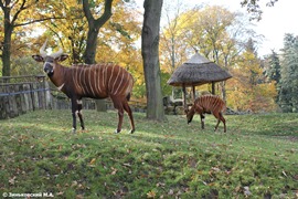 Зоопарк в Праге: Восточный бонго