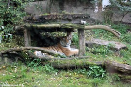 Зоопарк в Праге: Тигр уссурийский