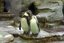 Зоопарк в Праге: Гумбольдтов пингвин